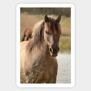 Portrait of a konik horse Sticker